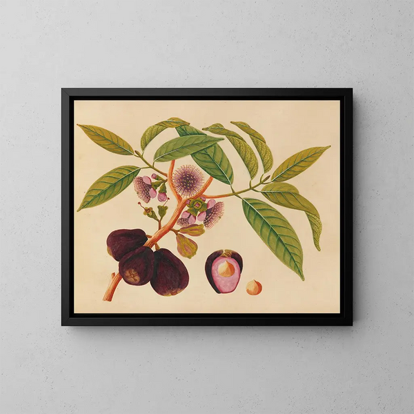 Album of Asian fruit and flower watercolors Pl05 - Anonymous — framed artwork on a wall