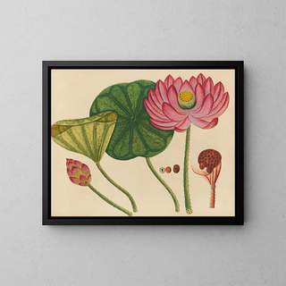 Anonymous - Album of watercolors of Asian fruits and flowers Pl12.webp