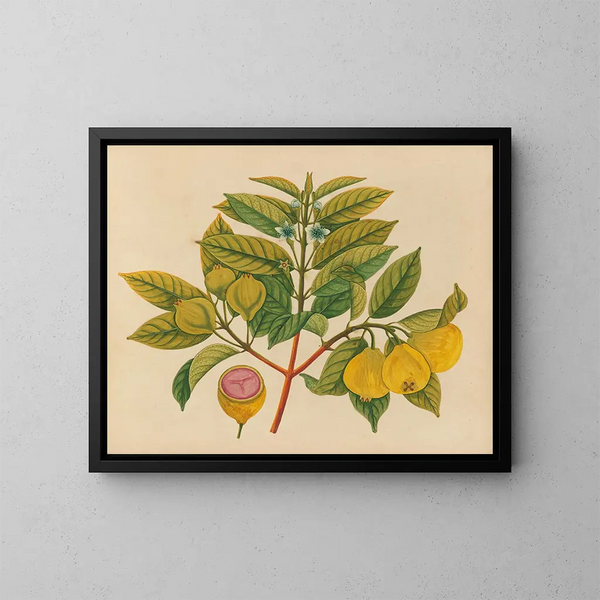 Album of Asian fruit and flower watercolor paintings Pl14 - Anonymous — framed artwork on a wall