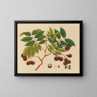 Anonymous - Album of watercolors of Asian fruits and flowers Pl16.webp