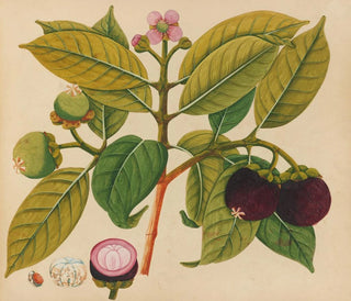 Anonymous - Album of watercolors of Asian fruits and flowers Pl18.webp