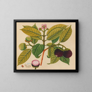 Anonymous - Album of watercolors of Asian fruits and flowers Pl18.webp