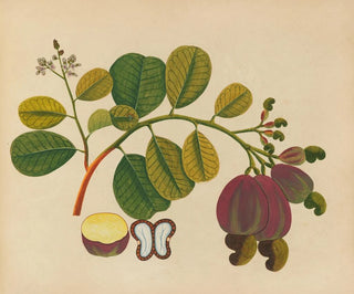 Anonymous - Album of watercolors of Asian fruits and flowers Pl19.webp