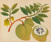 Álbum de acuarelas de frutas y flores asiáticas Pl20 - Anónimo — vista de la obra