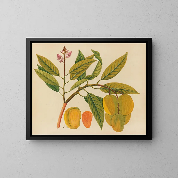 Album of Asian fruit and flower watercolors Pl21 - Anonymous — framed artwork on a wall