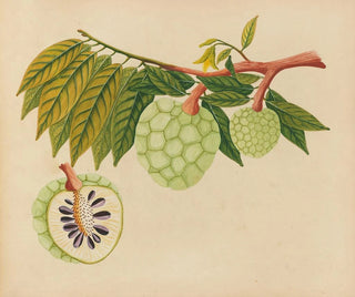 Anonymous - Album of watercolors of Asian fruits and flowers Pl22.webp