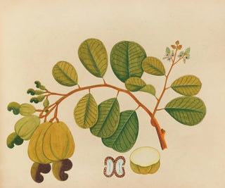Anonymous - Album of watercolors of Asian fruits and flowers Pl23.webp