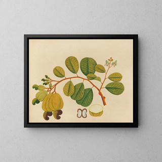 Anonymous - Album of watercolors of Asian fruits and flowers Pl23.webp