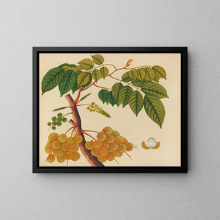 Anonymous - Album of watercolors of Asian fruits and flowers Pl25.webp