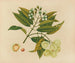 Plate 26 “Jumbol” — Album of Asian Fruits and Flowers — flowering branch, pale fruit, cut section and seed