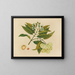 Plate 26 “Jumbol” — Album of Asian Fruits and Flowers — framed art print on a wall