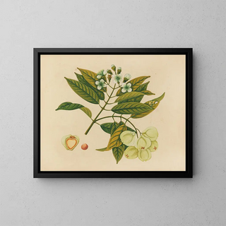 Anonymous - Album of watercolors of Asian fruits and flowers Pl26.webp