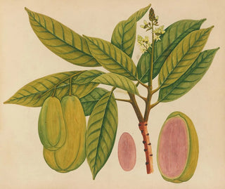 Anonymous - Album of watercolors of Asian fruits and flowers Pl27.webp