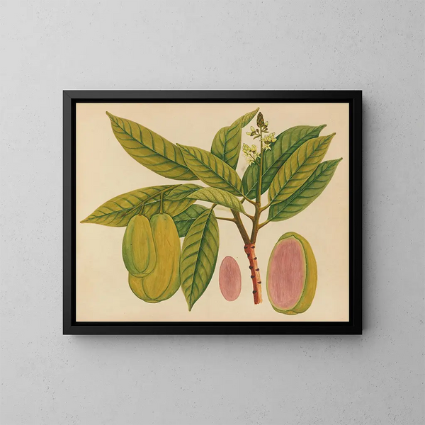 Álbum de acuarelas de frutas y flores asiáticas Pl27 - Anónimo — cuadro enmarcado en la pared