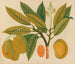 Álbum de acuarelas de frutas y flores asiáticas Pl28 - Anónimo — vista de la obra