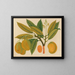 Álbum de acuarelas de frutas y flores asiáticas Pl28 - Anónimo — cuadro enmarcado en la pared