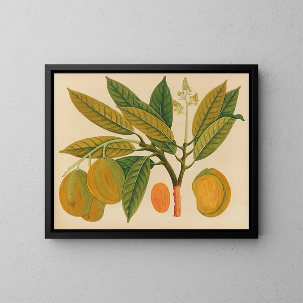 Álbum de acuarelas de frutas y flores asiáticas Pl28 - Anónimo — cuadro enmarcado en la pared