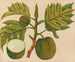 Álbum de acuarelas de frutas y flores asiáticas Pl30 - Anónimo — vista de la obra