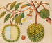 Álbum de acuarelas de frutas y flores asiáticas Pl31 - Anónimo — vista de la obra