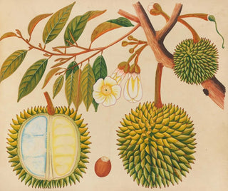 Anonymous - Album of watercolors of Asian fruits and flowers Pl31.webp