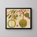 Álbum de acuarelas de frutas y flores asiáticas Pl31 - Anónimo — cuadro enmarcado en la pared