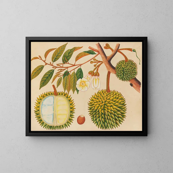 Álbum de acuarelas de frutas y flores asiáticas Pl31 - Anónimo — cuadro enmarcado en la pared