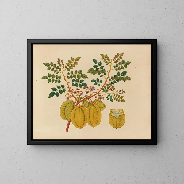 Álbum de acuarelas de frutas y flores asiáticas Pl32 - Anónimo — cuadro enmarcado en la pared