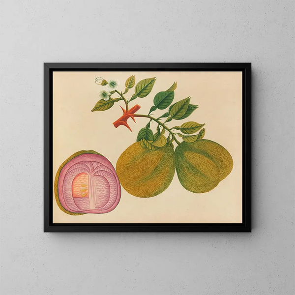 Álbum de acuarelas de frutas y flores asiáticas Pl33 - Anónimo — cuadro enmarcado en la pared