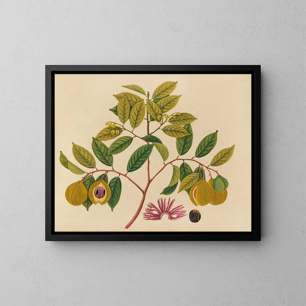 Álbum de acuarelas de frutas y flores asiáticas Pl35 - Anónimo — cuadro enmarcado en la pared