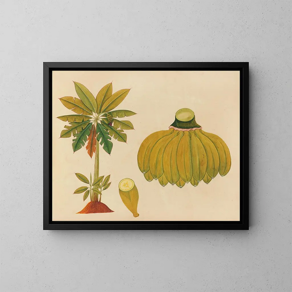 Álbum de acuarelas de frutas y flores asiáticas Pl36 - Anónimo — cuadro enmarcado en la pared