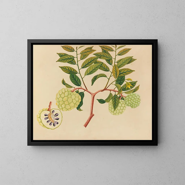 Álbum de acuarelas de frutas y flores asiáticas Pl37 - Anónimo — cuadro enmarcado en la pared