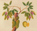 Álbum de acuarelas de frutas y flores asiáticas Pl38 - Anónimo — vista de la obra