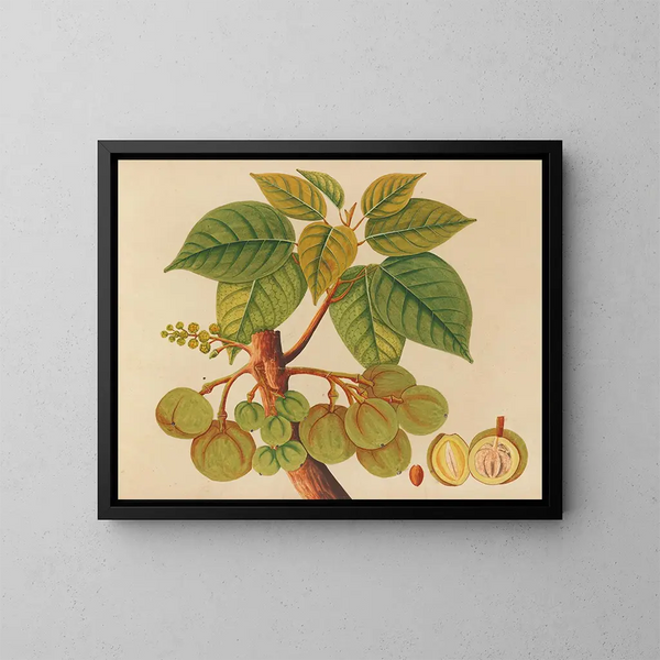 Álbum de acuarelas de frutas y flores asiáticas Pl39 - Anónimo — cuadro enmarcado en la pared