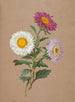 Asters - Anónimo — vista de la obra