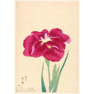 Anonymous - Brocade of Flowers Hana no Nishiki.webp