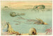 Cephalopods - Anonymous — artwork view