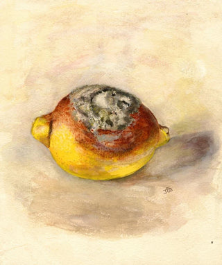 Anonymous - Citrus limon.webp