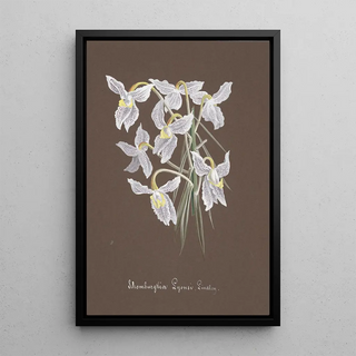 Anonymous - Collection dorchidees Pl03.webp