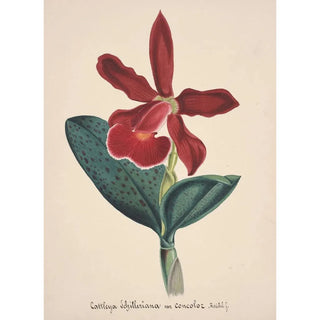 Anonymous - Collection dorchidees Pl05.webp