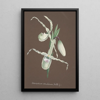 Anonymous - Collection dorchidees Pl11.webp