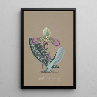 Anonymous - Collection dorchidees Pl14.webp