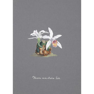 Anonymous - Collection dorchidees Pl15.webp