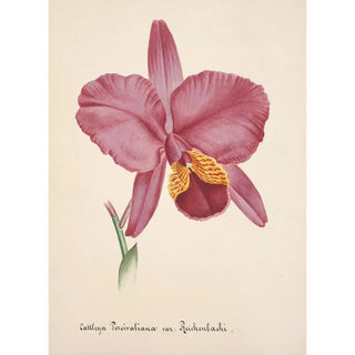 Anonymous - Collection dorchidees Pl25.webp