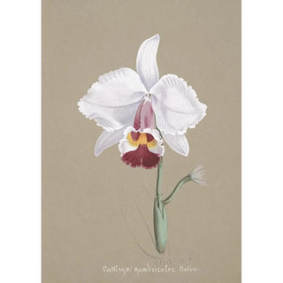 Anonymous - Collection dorchidees Pl26.webp