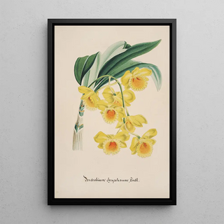 Anonymous - Collection dorchidees Pl32.webp