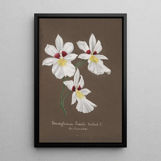 Anonymous - Collection dorchidees Pl35.webp