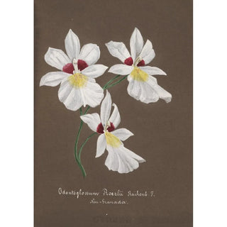 Anonymous - Collection dorchidees Pl35.webp