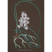 Colección de orquídeas Pl37 - Anónimo — cuadro enmarcado en la pared
