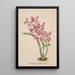 Reproducción del cuadro Colección de orquídeas Pl41 - Anónimo