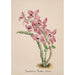 Reproducción del cuadro Colección de orquídeas Pl41 - Anónimo